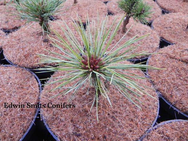 Pinus monticola 'Siskiyou Mountains'